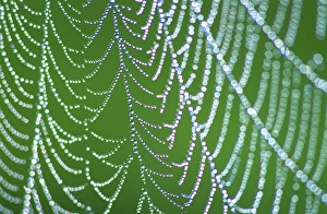 Graceful Prints: Dewdrops on Spiderweb, Smoky Mts. NP, TN, USA