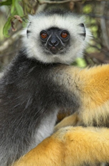 Images Dated 12th January 2007: Diademed Sifaka (Propithecus diadema), adult, Andasibe-Mantadia National Park, Madagascar