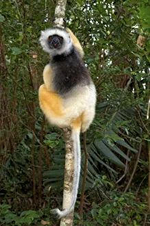 Madagascar Prints: Diademed Sifaka (Propithecus diadema), adult, Andasibe-Mantadia National Park, Madagascar