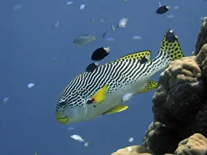 Barrier Reef Prints: Diagonal-Banded Sweetlips ( Plectorhinchus lineatus ), Agincourt Reef, Great Barrier Reef