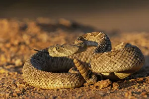 Warning Prints: Diamond-backed rattlesnake sounding a warning, USA, Arizona