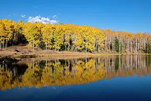 Images Dated 2023: Diamond Pond reflects a stand of aspens, in Colorado, Walden, USA