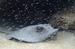 Isabela Island Prints: Diamond Stingray (Dasyatis brevis), Tagus Cove, Isabela Island. Galapagos Islands, Ecuador