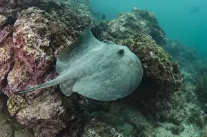 Images Dated 9th December 2014: Diamond Stingray (Dasyatis brevis) GALAPAGOS ISLANDS, Ecuador, South America