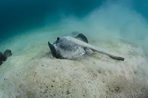 Sting Prints: Diamond Stingray (Dasyatis brevis) GALAPAGOS ISLANDS, Ecuador, South America