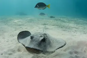 Images Dated 18th December 2014: Diamond Stingray (Dasyatis brevis) GALAPAGOS ISLANDS, Ecuador, South America