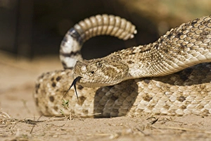 Images Dated 4th April 2008: Diamondback Rattlesnake (Crotalus atrox), adult, Hidalgo County, south Texas, USA