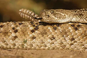 Hidalgo County Prints: Diamondback Rattlesnake (Crotalus atrox), adult, Hidalgo County, south Texas, USA