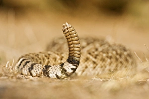 Images Dated 4th April 2008: Diamondback Rattlesnake (Crotalus atrox), adult, Hidalgo County, south Texas, USA