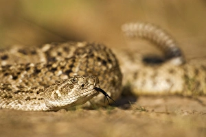 Diamondback Rattlesnake (Crotalus atrox), adult, Hidalgo County, south Texas, USA