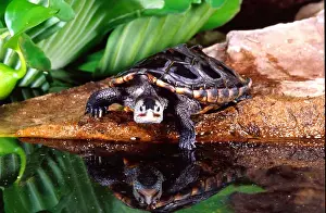 Diamondback Prints: Diamondback Terrapin Malaclemys terrapin Native to Eastern Coasta US