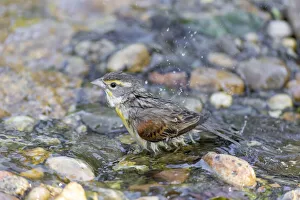 Bathing Prints: Dickcissel bathing, Marion County, Illinois