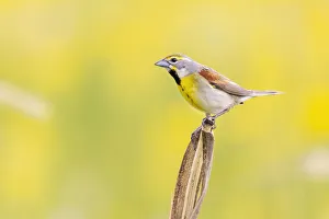 Images Dated 2nd November 2021: Dickcissel on corn stalk in a field with butterweed, Marion County, Illinois