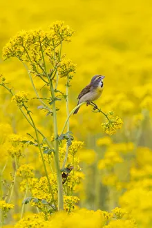 Images Dated 2nd November 2021: Dickcissel male on butterweed, Marion County, Illinois