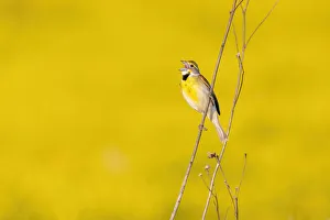 Images Dated 2nd November 2021: Dickcissel male singing in a field with butterweed, Marion County, Illinois