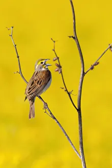 Images Dated 2nd November 2021: Dickcissel male singing in a field with butterweed, Marion County, Illinois