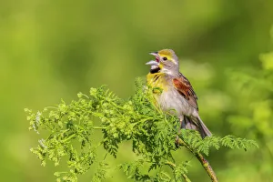 Songbird Prints: Dickcissel male singing perched on Poison Hemlock, Marion County, Illinois