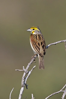 Padre Island Prints: Dickcissel (Spiza americana) male perched during spring migration, Texas