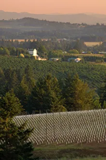 Images Dated 26th June 2006: Five different Pinot Noir clones make up this newly-planted Ponzi vineyard on Mountain