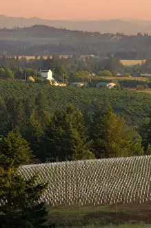 Five different Pinot Noir clones make up this newly-planted Ponzi vineyard on Mountain