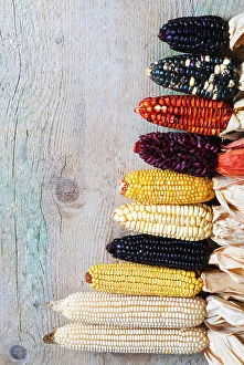 Ripe Prints: Different type of maize or corn (Zea mays)