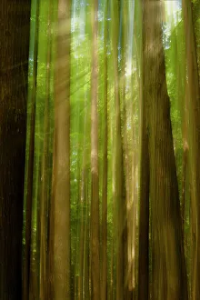 Tall Prints: The diffuse sunrays stream through tall trees in a green forest
