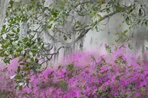 Digital Composite of Azaleas and magnolia tree branch, Charleston, South Carolina