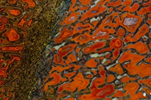 Images Dated 13th September 2012: Dinosaur Petrified Bone