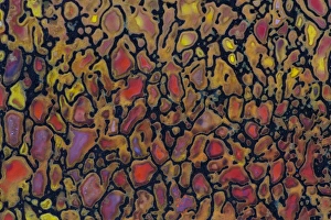 Greenish Prints: Dinosaur Petrified Bone