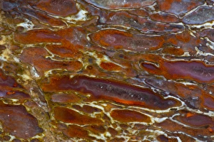 Images Dated 12th September 2012: Dinosaur Petrified Bone