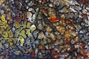 Images Dated 30th August 2012: Dinosaur Petrified Bone