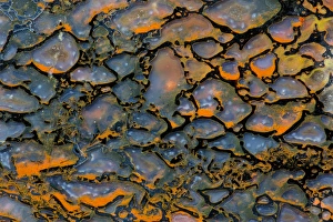 Images Dated 25th August 2012: Dinosaur Petrified Bone