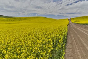 Images Dated 25th March 2019: Dirt road through canola Fields in Eastern Washington, Palouse Country