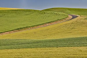 Gravel Road Prints: Dirt road evening light on rolling hills and wheat fields near Colfax, Eastern Washington