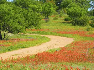 Images Dated 30th March 2017: Dirt road lined with Indian paintbrush along Old Spanish Trail near Buchanan Dam