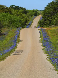 Dirt road Texas Hill Country lined with blue Bonnets