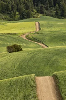 Images Dated 30th July 2020: Dirt road winding over rolling green wheat fields, Palouse region of eastern Washington