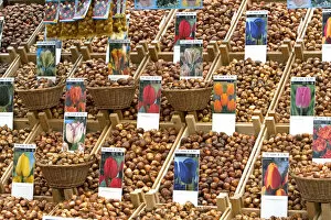 A display of tulip bulbs for sale at the flower market in Amsterdam, Netherlands