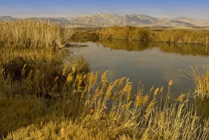 Images Dated 1st December 2007: ditch reed, common reed, Phragmites communis, and Bear River, Bear River Migratory