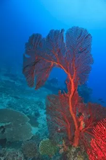 Diver in background of large Gorgonian Sea Fan, Beqa Island off Southern Viti Levu