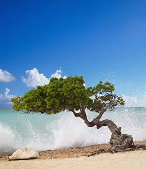 Crashing Prints: Divi Divi Tree, Eagle Beach, Aruba, Caribbean