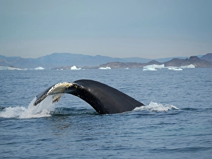 Whale Prints: Diving Humpback whale in the Sermilik fjord in East Greenland, Danish Territory
