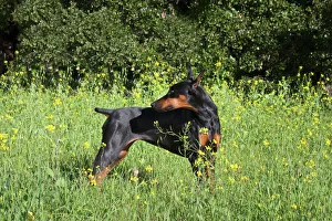 Standing Prints: A Doberman Pinscher looking over her shoulder in a field of yellow flowers