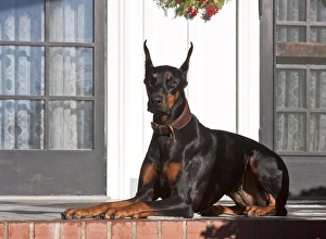 Lying Prints: A Doberman Pinscher lying on a red brick patio in front of a house