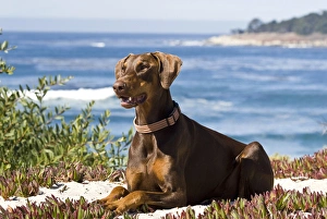 Majestic Prints: A Doberman Pinscher lying on the white sands with the blue of the Pacific Ocean in