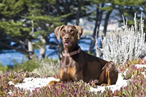 Images Dated 10th October 2007: A Doberman Pinscher lying in the white sands of Carmel Beach California