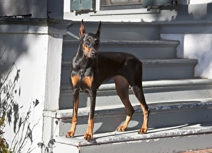 Images Dated 26th December 2011: A Doberman Pinscher standing on stairs leading onto a patio of a house