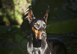 Strength Prints: A Doberman Pinscher standing in a sunny spot very intent on something