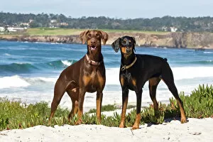 Images Dated 10th October 2007: Two Doberman Pinschers at Carmel Beach in California