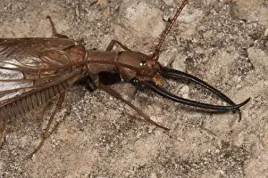 Cloud Forest Prints: Dobsonfly or King Bug (Corydalus sp) Mindo Cloud Forest West slope of Andes